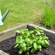 Atelier : Créer votre jardin de plantes aromatiques