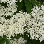 Atelier : cuisine de douceurs printanières