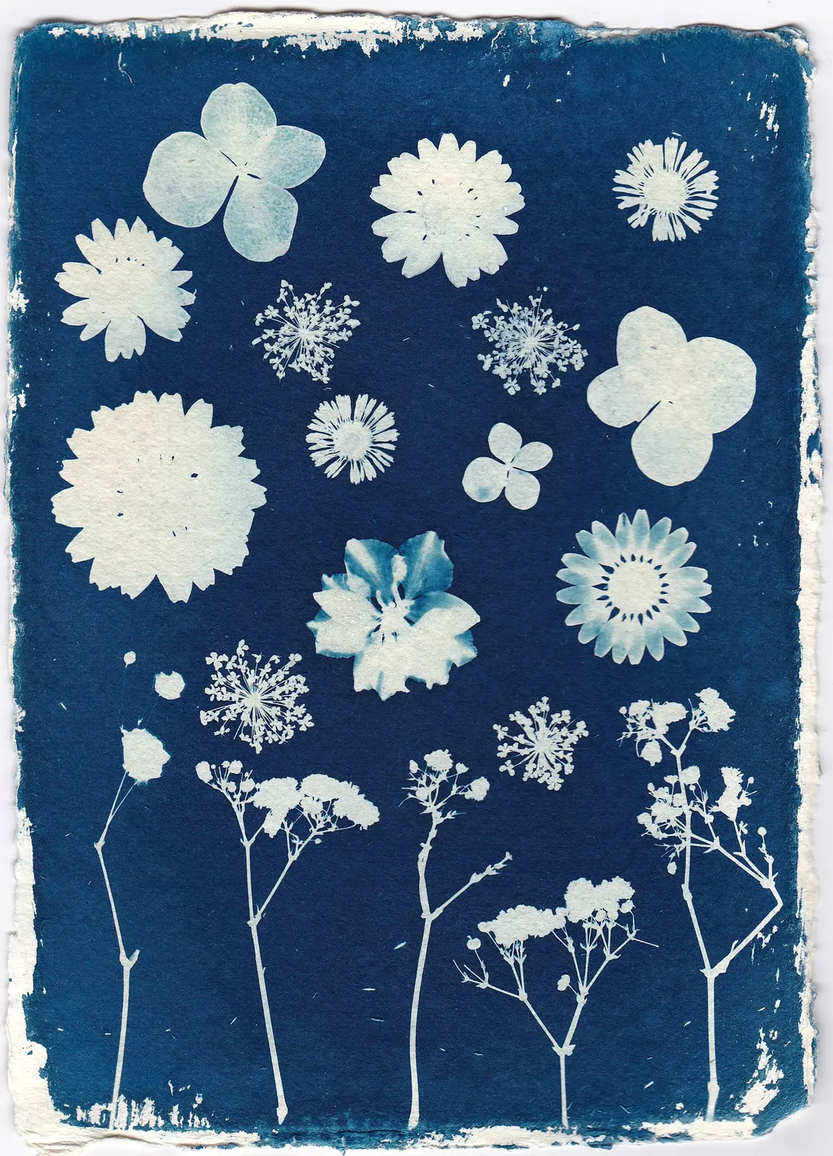 Atelier Cyanotype