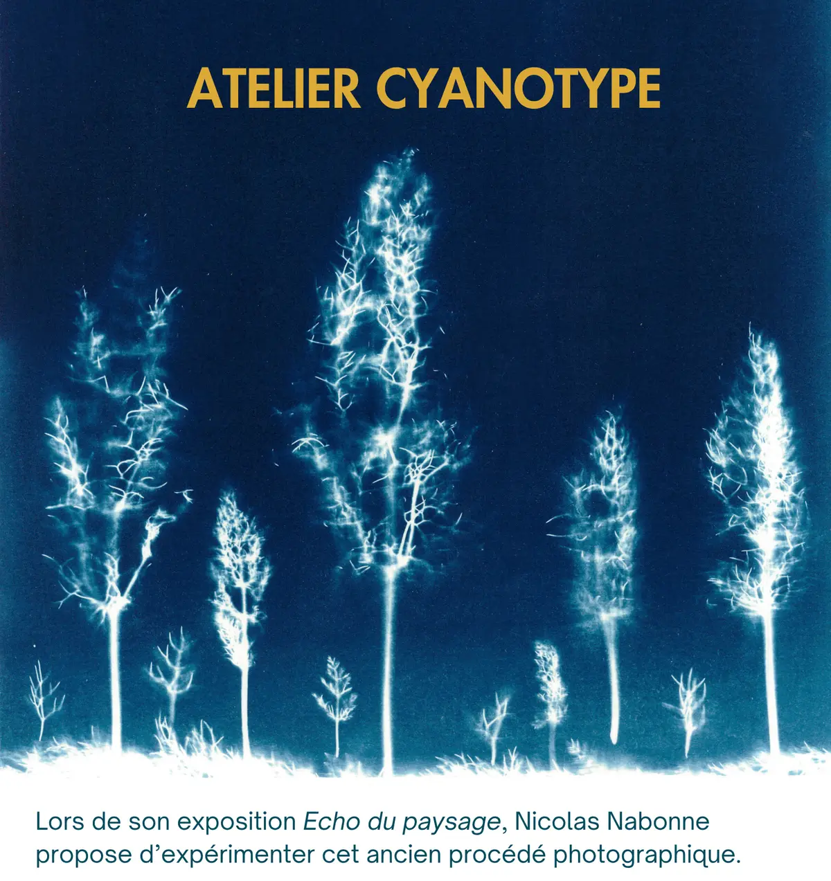 Atelier Cyanotype