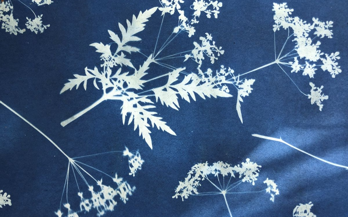 Cyanotype