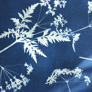 Atelier Cyanotype