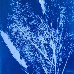 Atelier Cyanotype