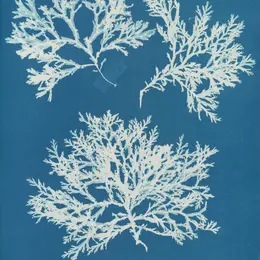 Atelier Cyanotype