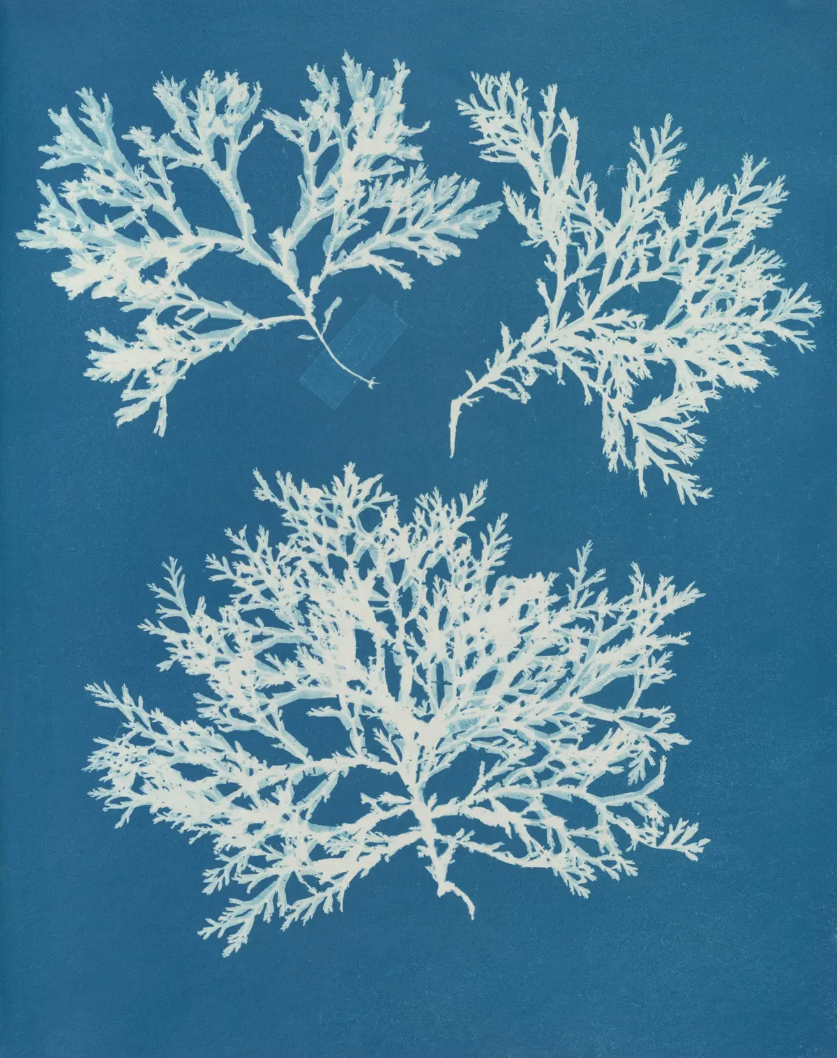 Atelier Cyanotype