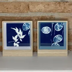 Atelier cyanotype à Grisolles (82)