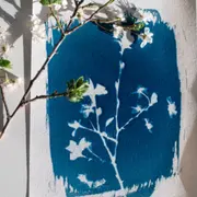Atelier Cyanotype à Saint-Denis (93)