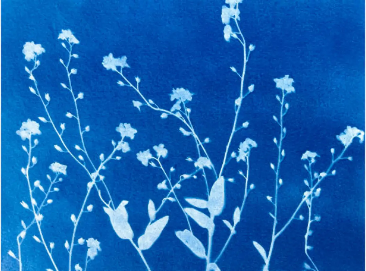 Atelier Cyanotype Au Musee Du Bois