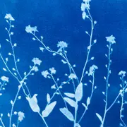Atelier Cyanotype Au Musee Du Bois