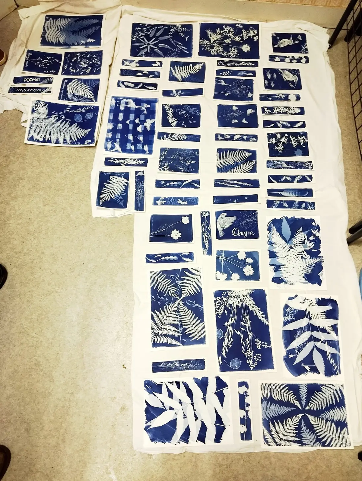 Atelier cyanotype sur papier