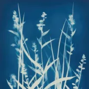 Atelier : Cyanotype végétal sur papier