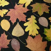 Atelier D'Assemblage Et De Personnalisation D'Un Herbier