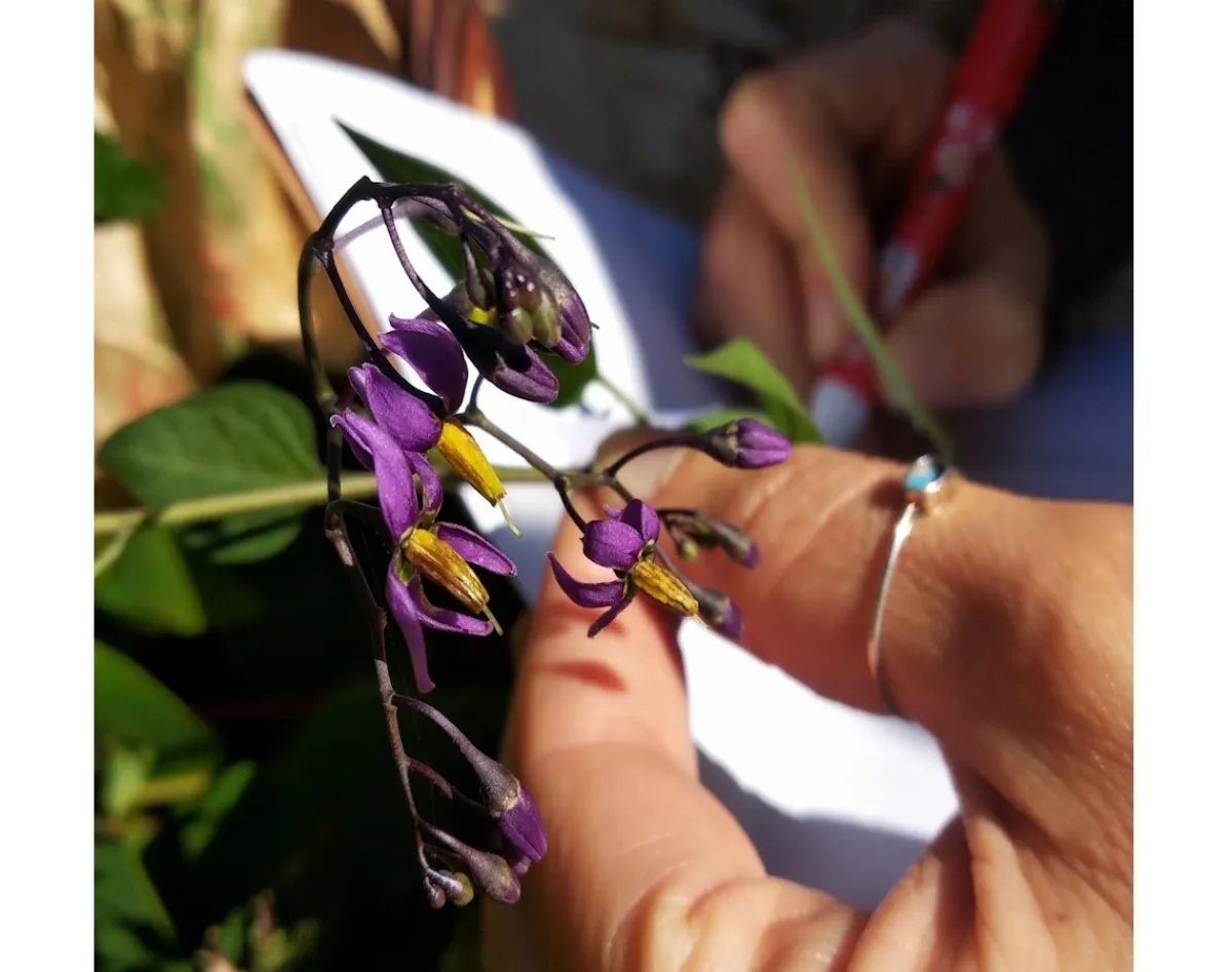 Atelier d'initiation à l'utilisation d'une flore