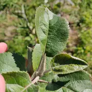 Atelier d'initiation à la greffe d'arbres fruitiers