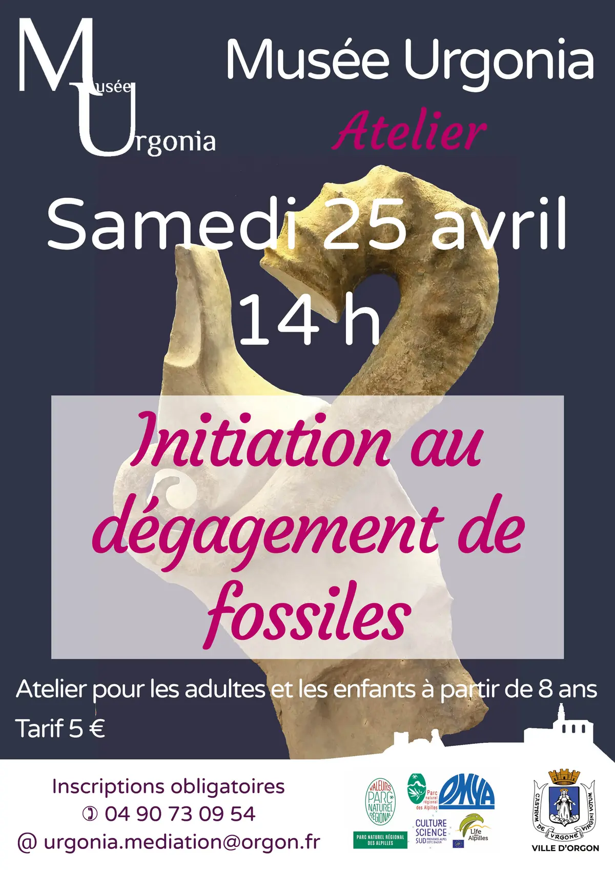 Atelier d'initiation au dégagement de fossiles