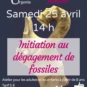 Atelier d'initiation au dégagement de fossiles