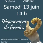 Atelier d'initiation au dégagement de fossiles
