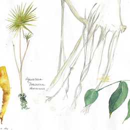Atelier d'initiation au dessin et à l'aquarelle botanique