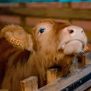 Atelier - D'où vient le beurre ?