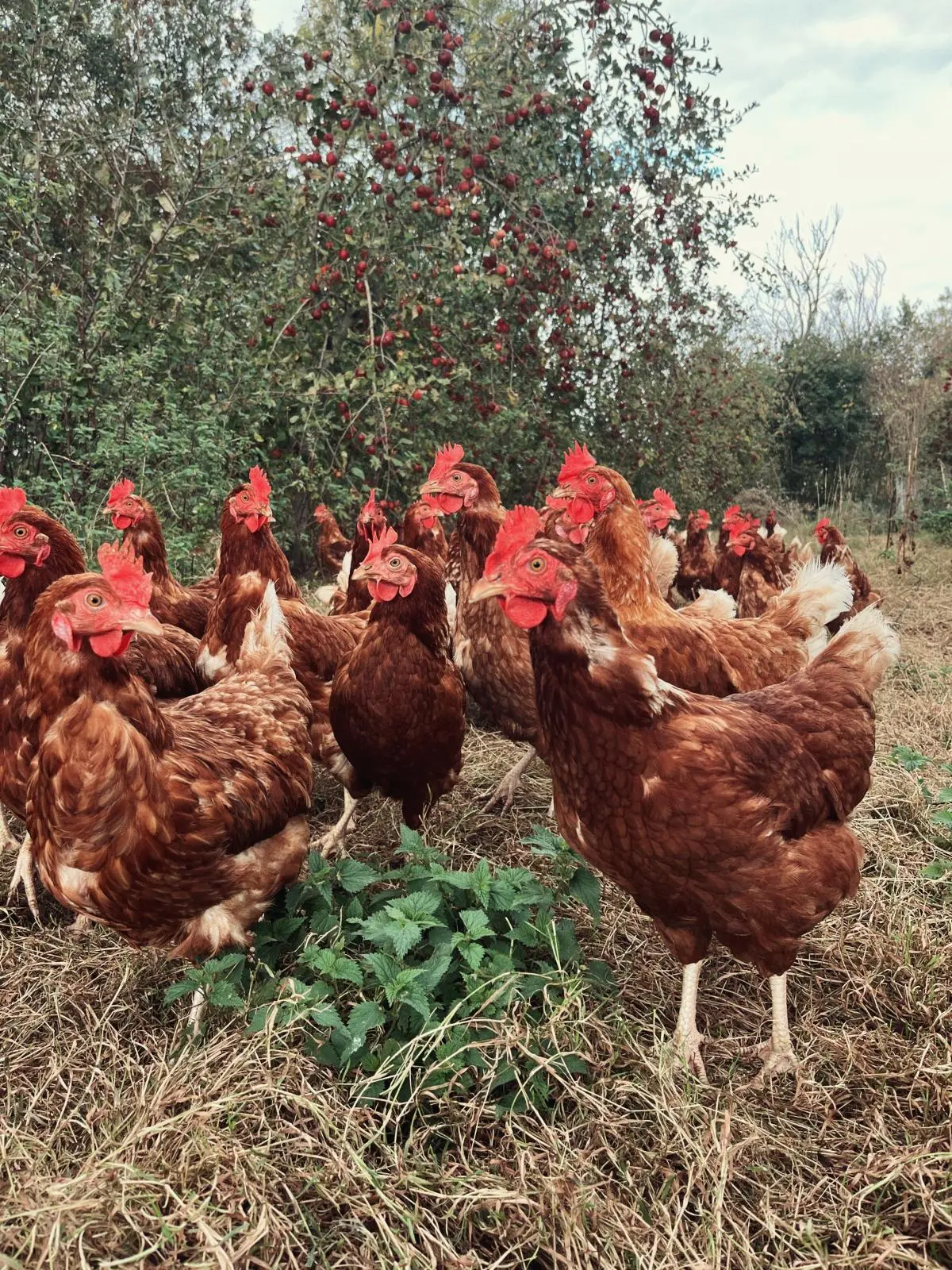 Atelier Dans la tête d'une poule