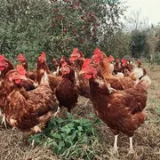 Atelier Dans la tête d'une poule