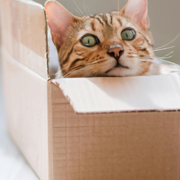 Atelier de création de jouets pour chats