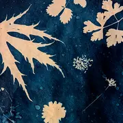 Atelier de cyanotype