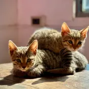 Atelier de jeux et câlins avec les chatons à Paris 12ème