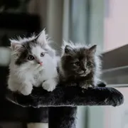 Atelier de jeux et câlins avec les chatons à Paris 4ème