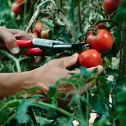 Atelier de permaculture