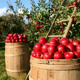 Atelier de pressage de pommes