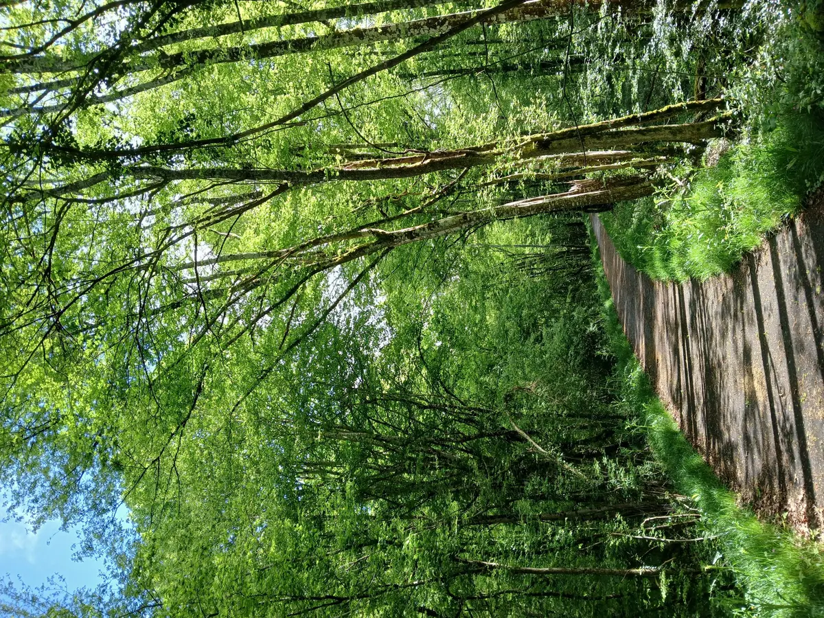 Atelier de sylvoénergétique : découvrez les bienfaits des arbres