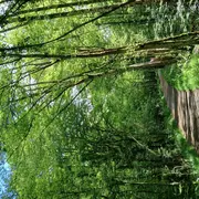 Atelier de sylvoénergétique : découvrez les bienfaits des arbres