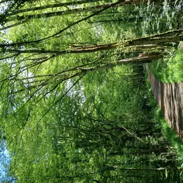 Atelier de sylvoénergétique : découvrez les bienfaits des arbres