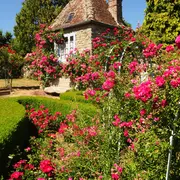 Atelier de taille de rosiers