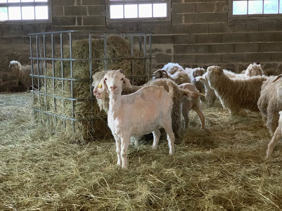 Atelier de tri de la laine Angora au domaine D'Hestia