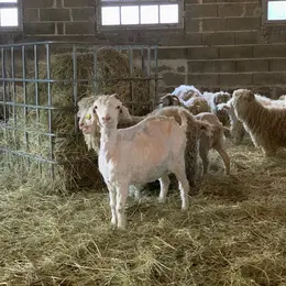 Atelier de tri de la laine Angora au domaine D'Hestia