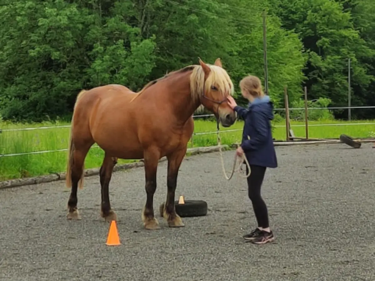 Atelier découverte de l’équicoaching à Saint-Juan (25)
