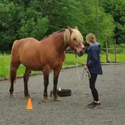 Atelier découverte de l’équicoaching à Saint-Juan (25)