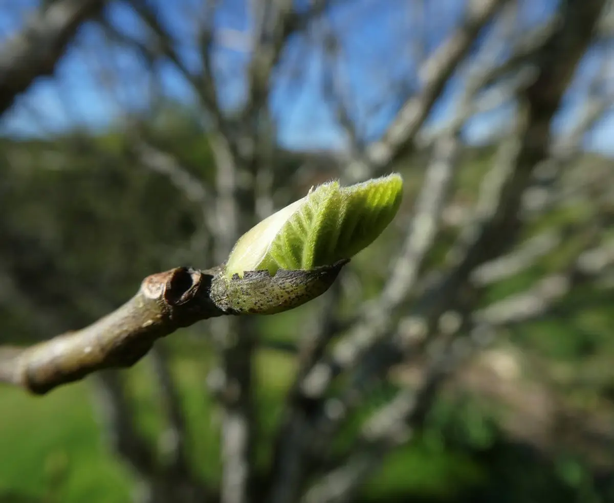 Atelier : découverte de la Gemmothérapie