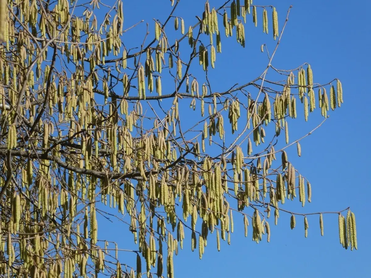 Atelier : découverte de la gemmothérapie