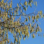 Atelier : découverte de la gemmothérapie