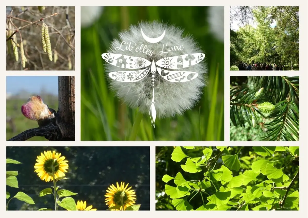 Atelier : découverte de la gemmothérapie