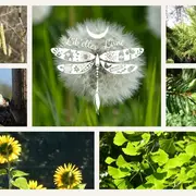 Atelier : découverte de la gemmothérapie