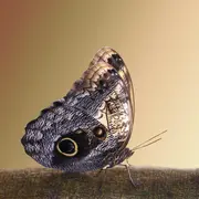 Atelier découverte de la macrophotographie