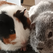 Atelier découverte des petits rongeurs de compagnie