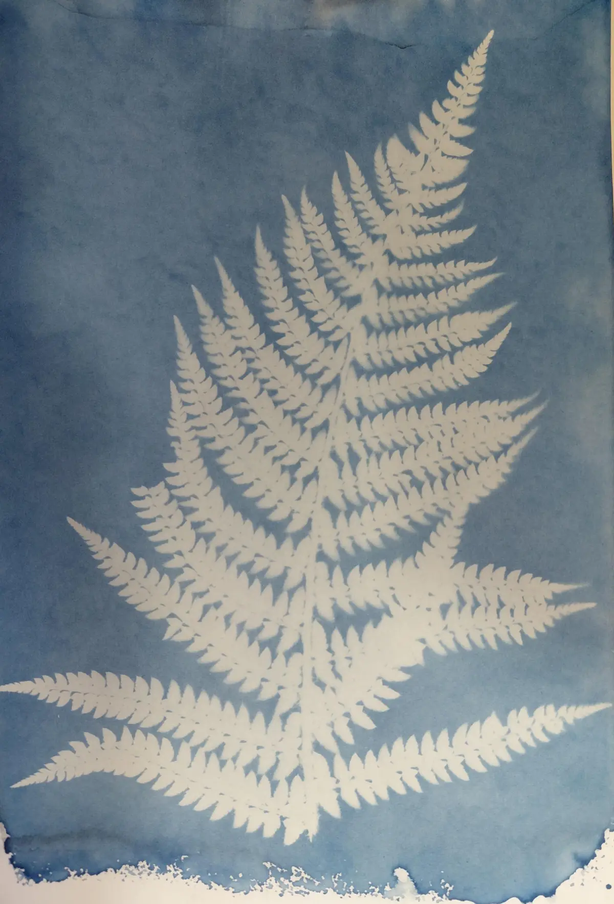 [Atelier] Découverte du cyanotype