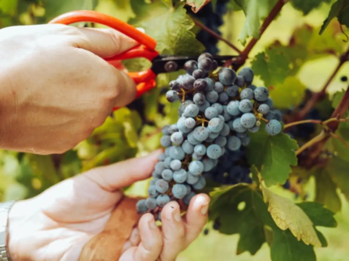 Atelier découverte et dégustation de vin à Saint-Maur (94)