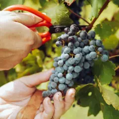 Atelier découverte et dégustation de vin à Saint-Maur (94)