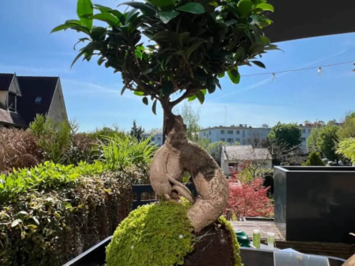 Atelier découverte Kokedama à Louveciennes (78)